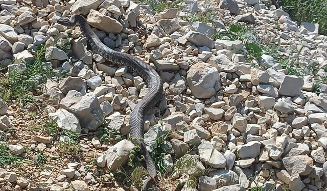 Engerek yılanı Kahramanmaraş’ta da görüntülendi