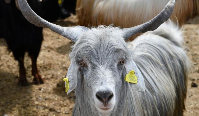 Osmaniye’de Kurban Bayramı öncesi hayvan pazarlarına denetim