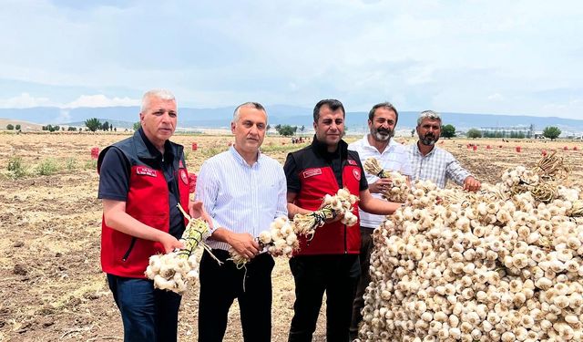 Kahramanmaraş'ta Sarımsak Hasadı Başladı