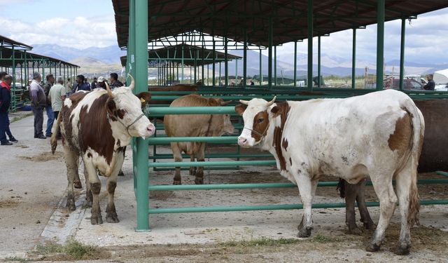 Afşin’de 2.Dönem Hayvancılık Destekleme Başvuruları Başlıyor