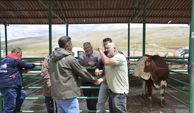 Afşin’de Kurbanlıklar Pazarda Yerini Aldı