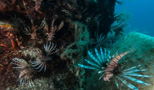 Antalya Körfezi'ndeki Kızıldeniz göçmeni balıklar su altından görüntülendi