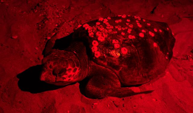Antalya'nın Belek ve Kızılot sahillerinde 1500 caretta caretta yuvası tespit edildi