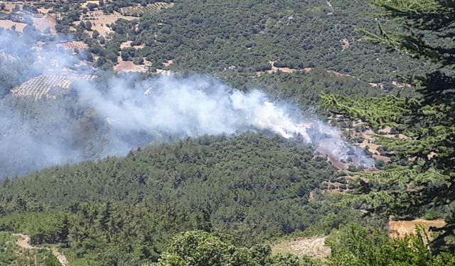 GÜNCELLEME 2 - Adana'da çıkan orman yangını kontrol altına alındı