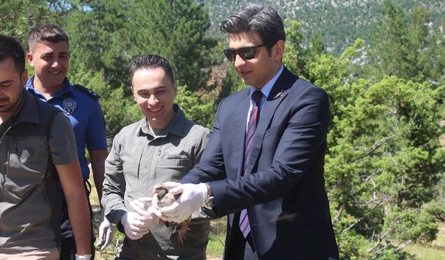 İbradı'da 800 kınalı keklik doğaya salındı