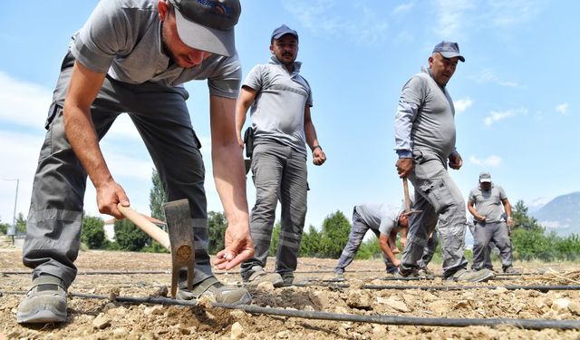 Konyaaltı Belediyesi çandır fasulyesinin ekimini yaptı