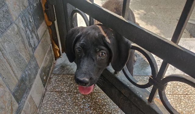 Arsuz’da kafasını korkuluğa sıkıştıran köpeği itfaiye kurtardı