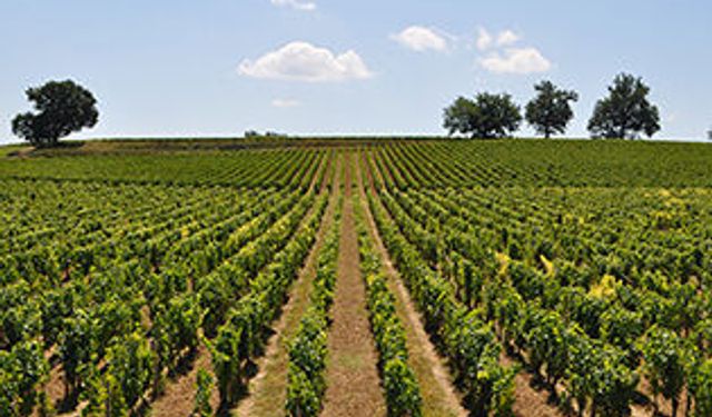 Dulkadiroğlu'nda Bağ Mahkemeden Satılık