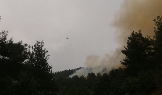 Kahramanmaraş'ta Orman Yangını: 100 Hektar Alan Zarar Gördü