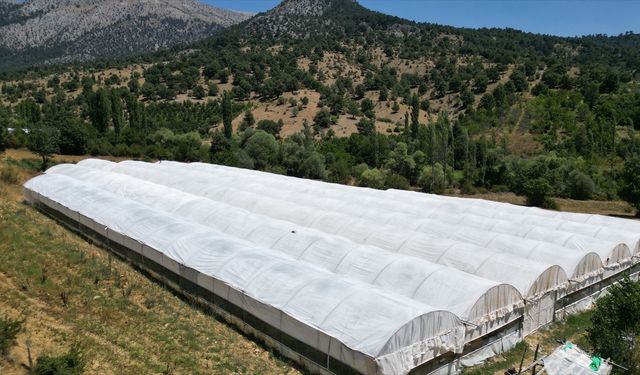 Isparta yaylalarında örtü altı domates hasadına başlandı