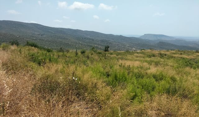 Manavgat'taki yangınının üzerinden dört yıl geçti