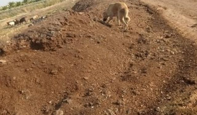 Mahalleye atılan tavuk pisliği kokusu vatandaşı çileden çıkardı