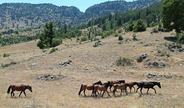 Isparta'da değişen iklim koşulları yılkı atların yaşamını etkiledi