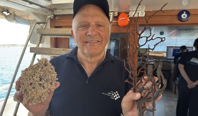 Siyah ve taş mercanlar deniz ekosistemi için kritik önemde