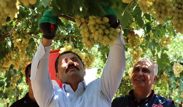 Hatay Hassa'da üretilen üzümün hasadına başlandı