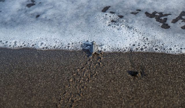 Mersin'de kaplumbağaların yumurta bıraktığı kumsalda yavru çıkışları sürüyor