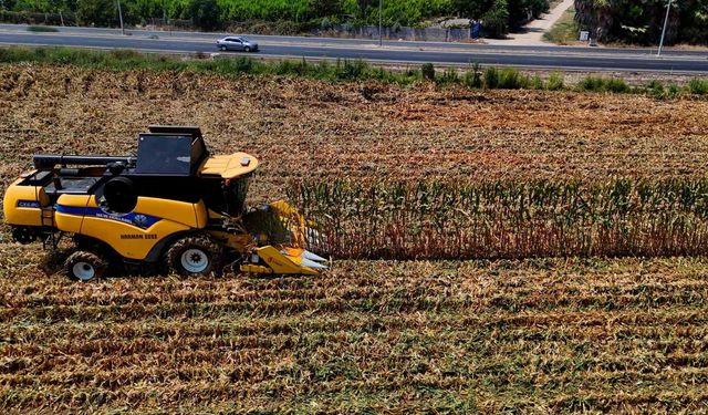 Çukurova’da mısır hasadı başladı: 1,5  milyon ton mısır rekolte bekleniyor
