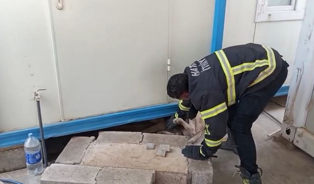 Hatay’da konteynerin altına sıkışan köpek kurtarıldı