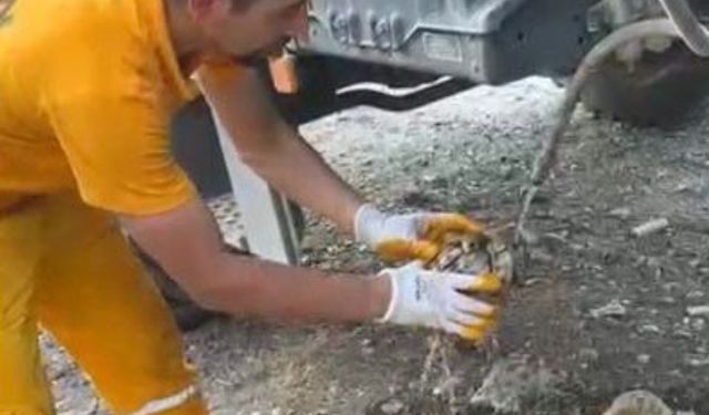 Osmaniye’de çıkan orman yangınından etkilenen kaplumbağa kurtarıldı