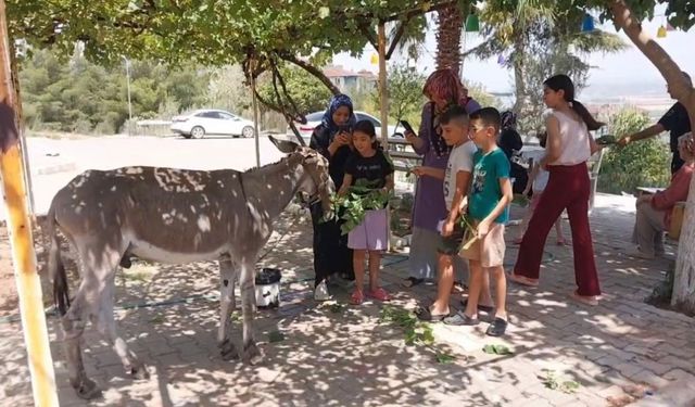Osmaniye’nin sokak misafiri eşek, şefkatli ellere emanet