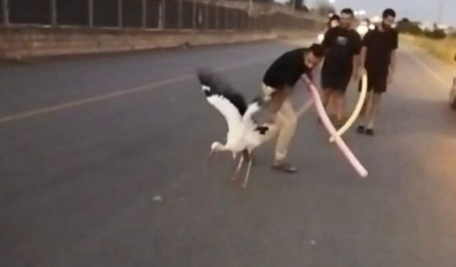 Yaralı leylek duyarlı vatandaşlarca kurtarıldı