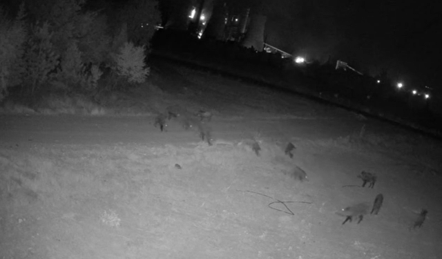 Afşin’de Domuz Sürüsü Mısır ve Şeker Pancarı Tarlalarına Dadandı