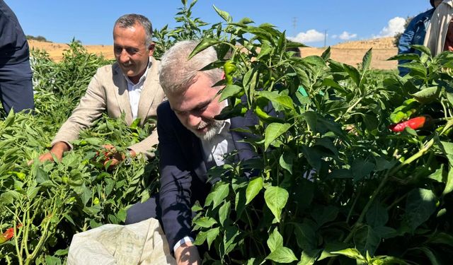 Coğrafi işaret tescilli Maraş biberinde hasat başladı