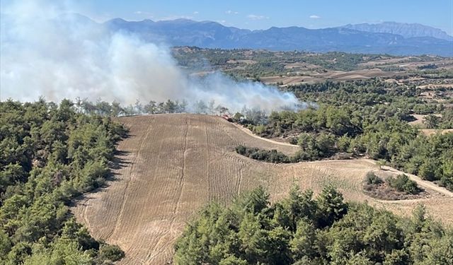 Adana'nın Sarıçam ilçesinde çıkan orman yangını kontrol altına alındı