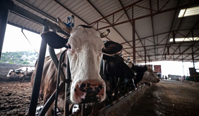 Şap hastalığına karşı karantina tedbiri uygulanan Mersin'de 'aşılama timleri' sahada