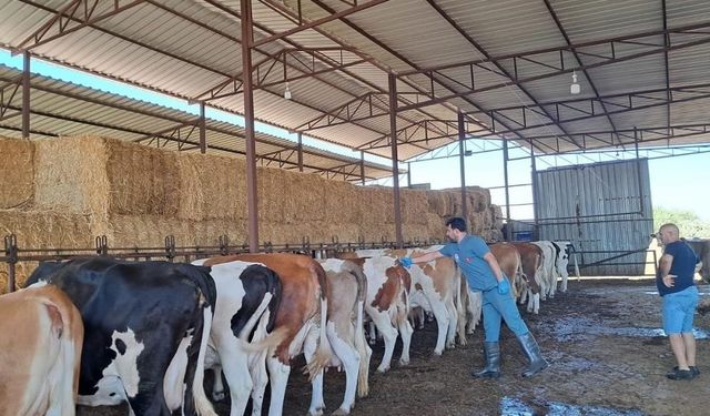 Nazilli’de aşılama çalışmaları sürüyor