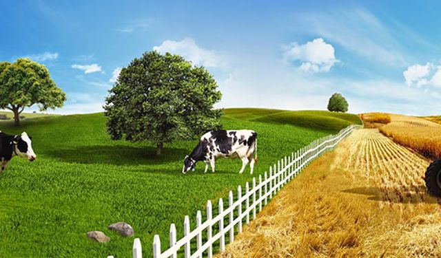 Tarım ve Hayvancılıkta Yeni Destek Düzenlemeleri Resmî Gazete’de Yayımlandı