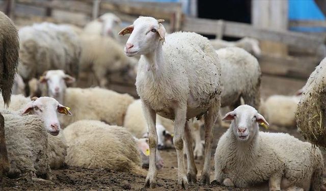 2025 Yılı 1. Dönem Küçükbaş Hayvancılık Destek Başvuruları Başladı