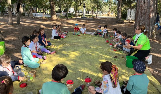 Antalya'da minik öğrenciler zeytin hasadına katılıyor