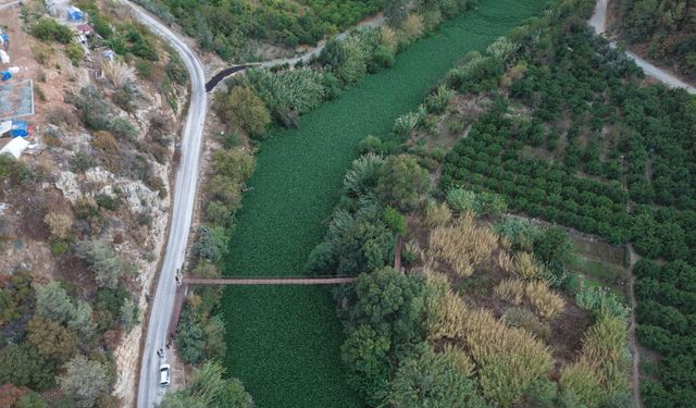 Hatay'da Asi Nehri'ni yeniden su sümbülleri kapladı