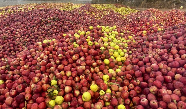 Isparta'da döküntü elmalar meyve suyu olmak için toplanıyor