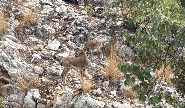 Isparta'da sarp kayalıklarda yaban keçileri görüntülendi