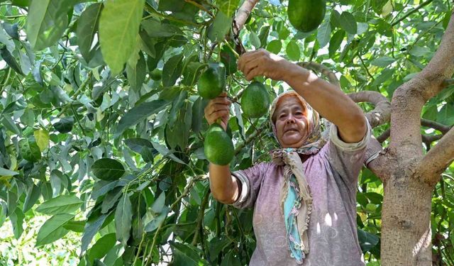 Mersin’de çiftçiye tropikal meyve desteği