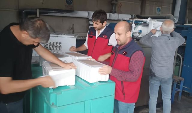 Kahramanmaraş'ta Yumurtalarda Kalıntı Denetimi Sıkılaştırıldı
