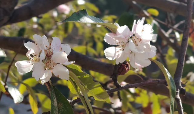 Burdur'da elma ağacı kasımda çiçek açtı