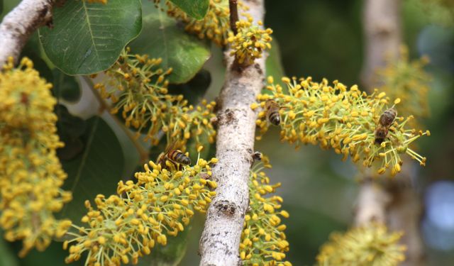 Mersin'de keçiboynuzu balında hasat dönemi başladı