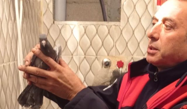 İskenderun’da itfaiye ekiplerinden güvercin kurtarma operasyonu