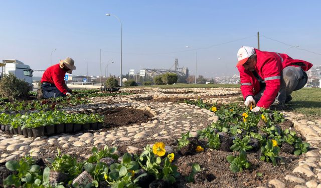 Büyükşehir Kavşakları 500 Bin Çiçekle Renklendiriyor