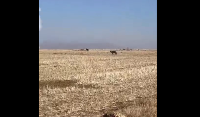 Afşin’de Kurt Sürüsü Çiftçinin Cep Telefonu Kamerasına Yansıdı