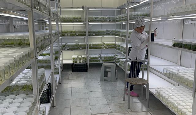 Isparta'daki akademisyenler ak zambağın üretim süresinin kısalması için çalışma yapıyor