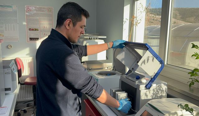 Kovid-19 ve benzeri salgınlara karşı domates kullanarak yenilebilir aşı üretmeyi hedefliyorlar