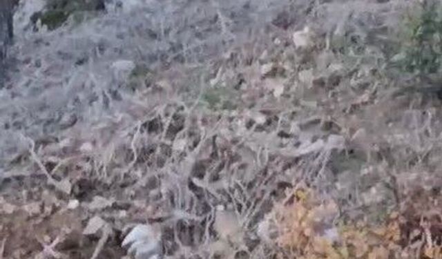 Alanya’da yerleşim alanına yakın bölgede kurt görüntülendi