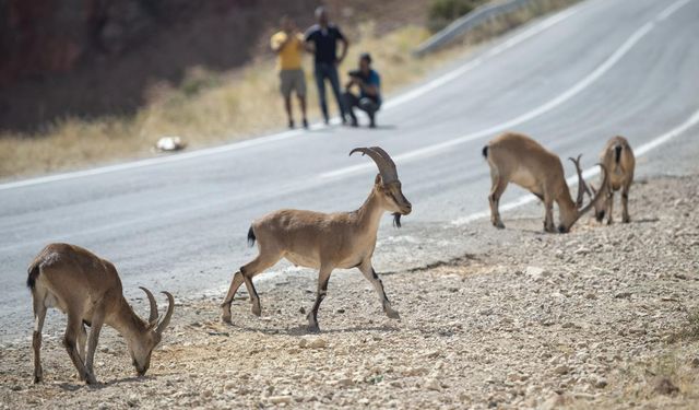 Afşin’de Yaban Keçisini Avlayan Şahsa 969 Bin TL Ceza
