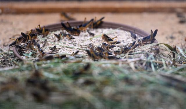 Antalyalı çiftçi hem etçil hayvanlar hem de bilim için böcek üretiyor