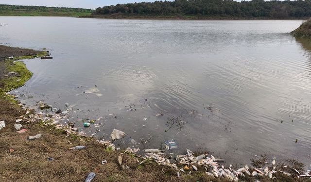 Eyüpsultan ile Sultangazi arasındaki gölette yosun patlaması nedeniyle balık ölümleri