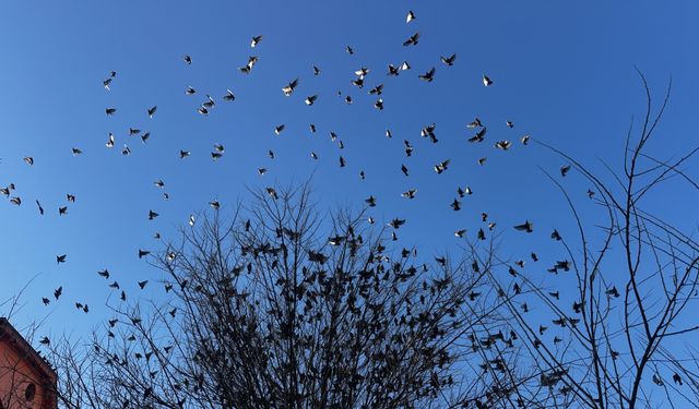 Isparta'da ağaç dallarına konan sığırcıklar güzel görüntü oluşturdu